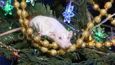 白鼠，圣诞动物，放在圣诞<strong>树上</strong>，放在金色<strong>坐在</strong>圣诞<strong>树上</strong>